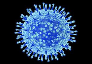 Gripe virus