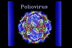 Poliovirus