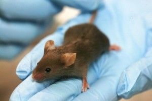El tratado de comercio entre Europa y USA dará más fuerza al lobby de Big Pharma 2 ensayos clínicos ciencia medicamentos tratamiento laboratorio