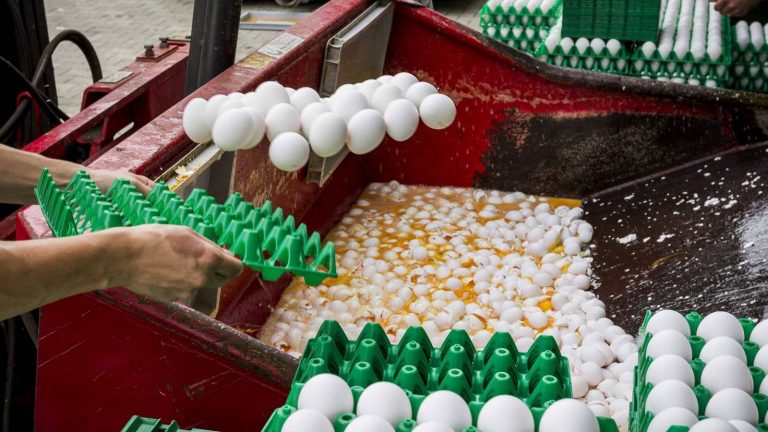 El escándalo del tóxico fipronil en los huevos revela su extendido uso