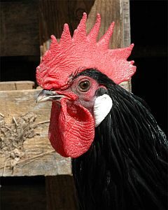 Gallo cresta alimentación