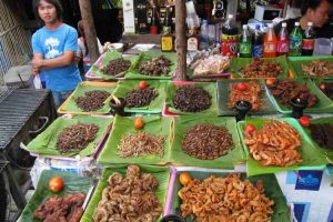 Insectos alimentación