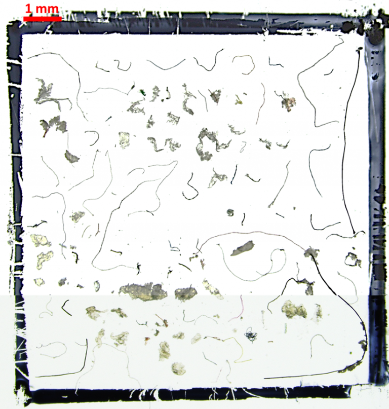 Estamos comiendo hasta 19.400 microplásticos anuales con los moluscos