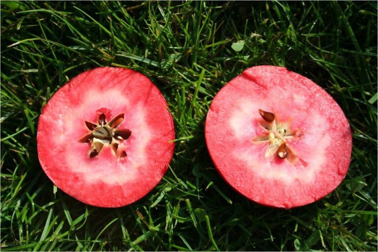 Por sus flavonoides: Las manzanas rojas mejoran nuestra salud cardiovascular 2 Por sus flavonoides: Las manzanas rojas mejoran nuestra salud cardiovascular