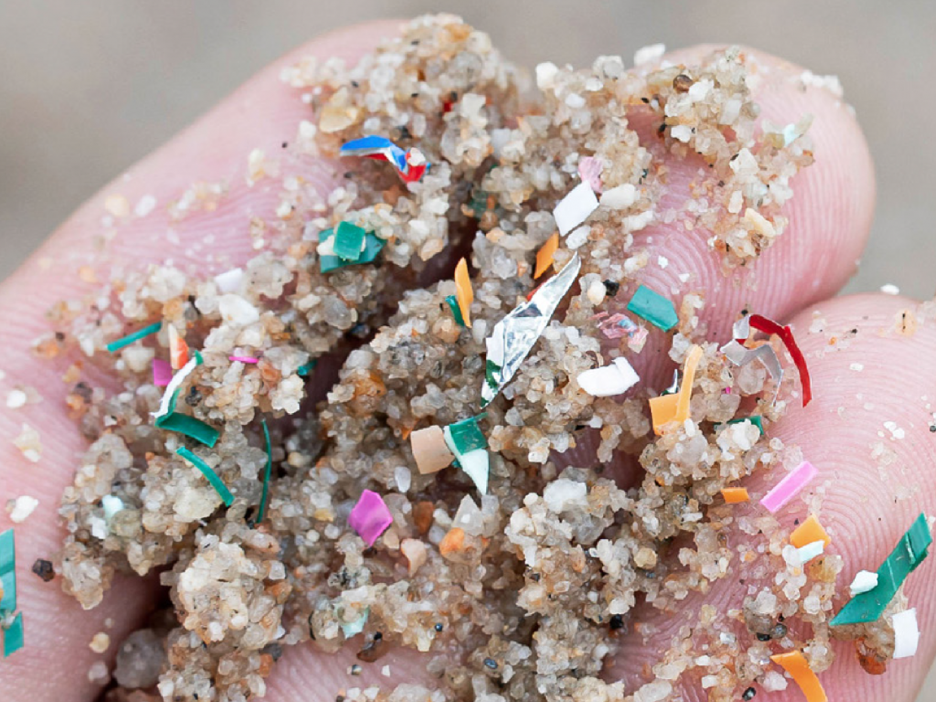 Mejillones microplasticos 1 miguel jara