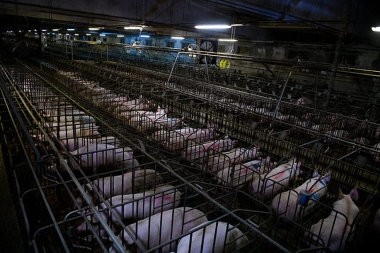 Del bocadillo al BSL‑3: lo que sabemos (y lo que no) del brote de peste porcina y la carrera por la vacuna